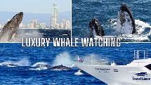 Whale Watching on a Luxury Superyacht - Premium 2.5 Hour Tour