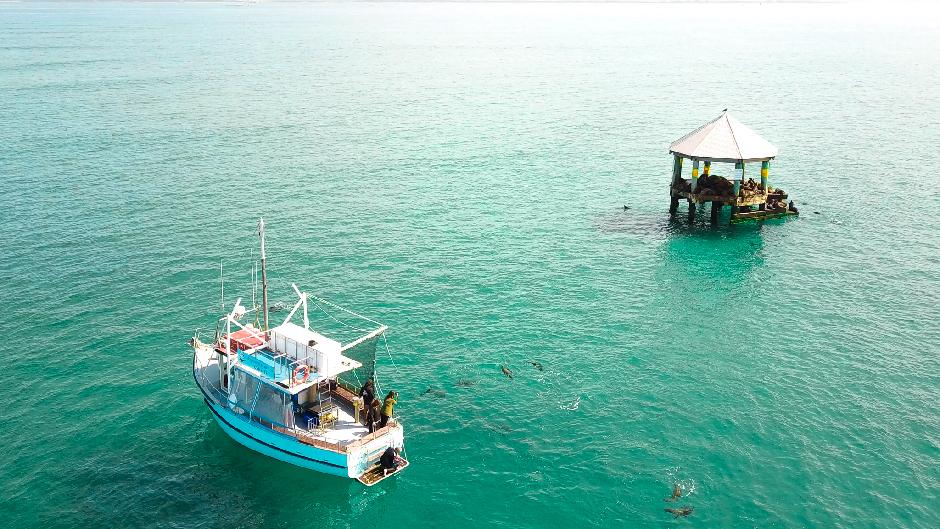 Swim with seals and dolphins in their natural environment on an exciting half day marine adventure!