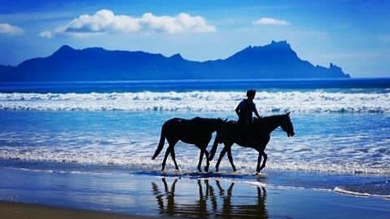 Feel at one with nature and discover beautiful Northland and its pristine Uretiti Beach by horseback with a 90 minute boutique horse riding adventure! 