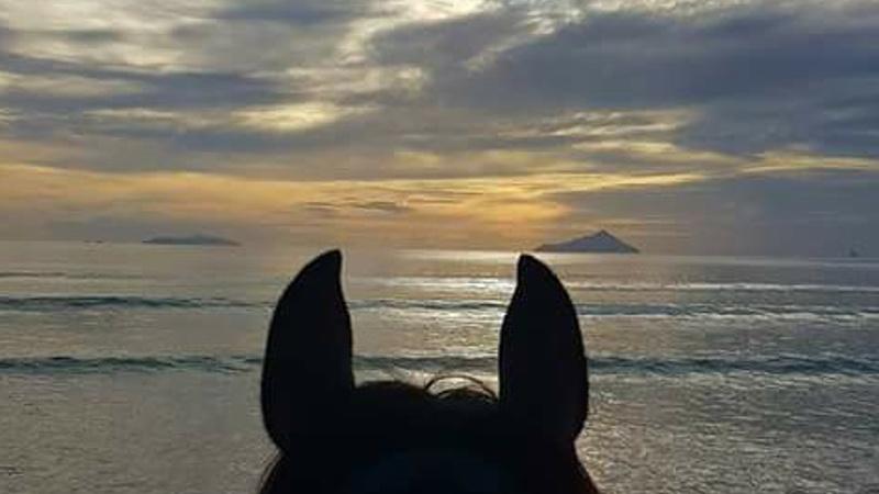 Feel at one with nature and discover beautiful Northland and its pristine Uretiti Beach by horseback with a 90 minute boutique horse riding adventure! 