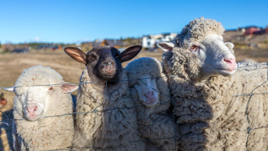 Our High Country Farm Tour is an incredible way to see and learn about farming in the Mackenzie High Country. Take in magnificent views & hand feed our friendly farm animals. this is definitely the way to discover Lake Tekapo! 