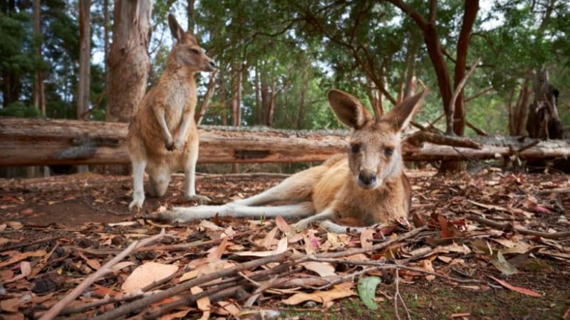 Experience the "Unzoo" a ground-breaking "zoo without cages". See wild wallabies, echidnas, possums, native fish and nearly 100 bird species living around the spectacular Unzoo bush garden just a one-hour drive from Hobart.