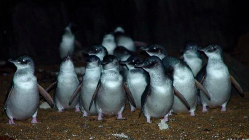 Join in on an insightful penguin watching tour at Low Head in Tasmania, offering a captivating insight into Little Penguins making their nightly journey to their burrows... 