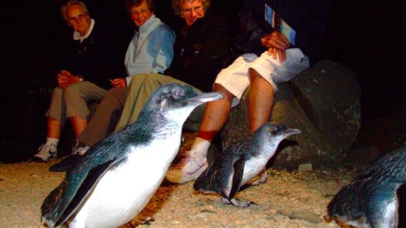 Join in on an insightful penguin watching tour at Low Head in Tasmania, offering a captivating insight into Little Penguins making their nightly journey to their burrows... 
