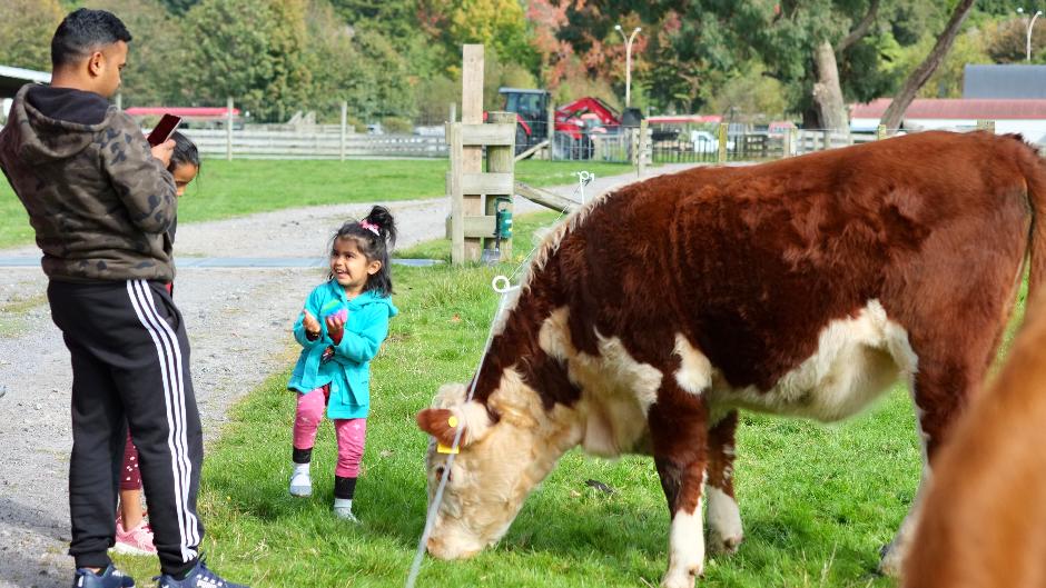 Discover New Zealand's iconic working farm life with an exciting visit to the Rotorua Heritage Farm - an essential Kiwi experience and a must do for visitors and locals alike!