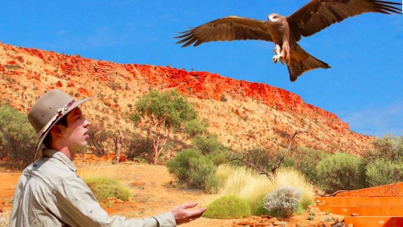 Explore the animals, plants and people of the Australian desert during this tour through Alice Springs Desert Park. 