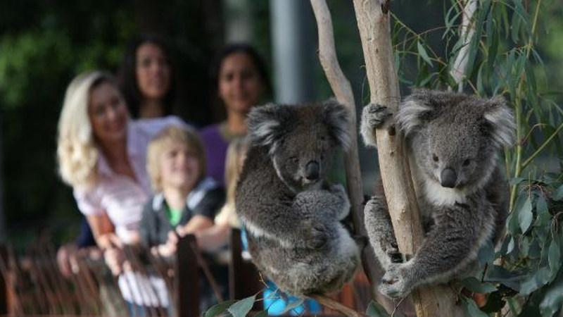 ***Discover a fascinating world of Wildlife in the heart of Melbourne with a visit to the iconic Melbourne Zoo!*** 