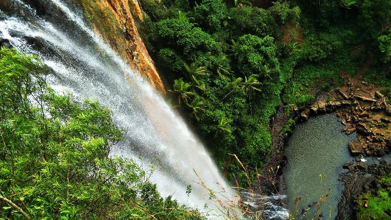 Join Gold Coast Rainforest Tours  as we discover a range of beautiful and diverse waterfalls whilst exploring ancient flora throughout the World Heritage listed Gondwana Rainforests.