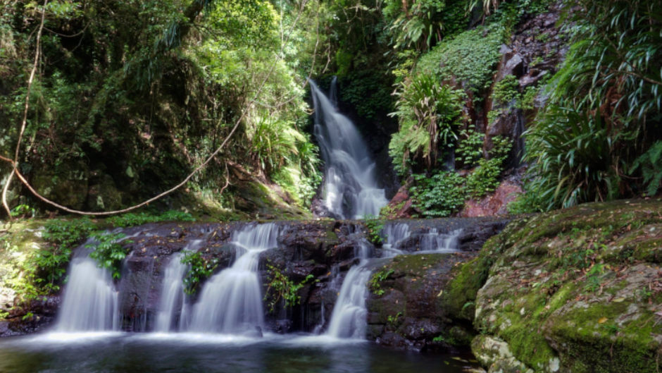 Join Gold Coast Rainforest Tours  as we discover a range of beautiful and diverse waterfalls whilst exploring ancient flora throughout the World Heritage listed Gondwana Rainforests.