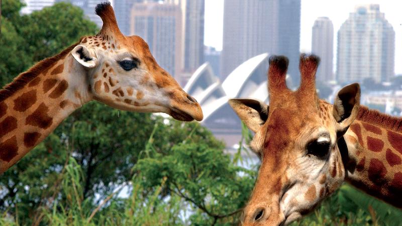 The fun way to travel to the Taronga Zoo including return rocket ferry between from Circular Quay or Darling Harbour plus zoo entry and Sky Safari cable car.
