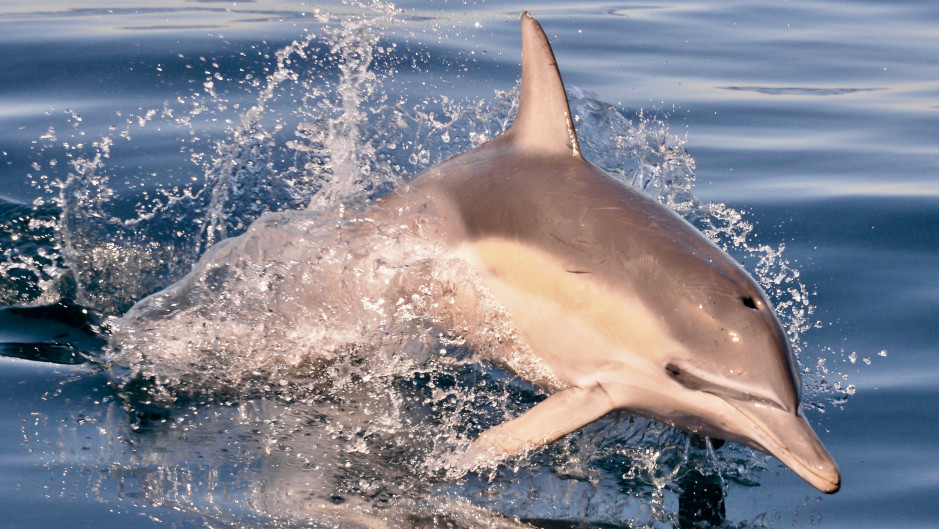 Get up close and personal with wild dolphins in their natural habitat from the comfort of the "Temptation" catamaran! 