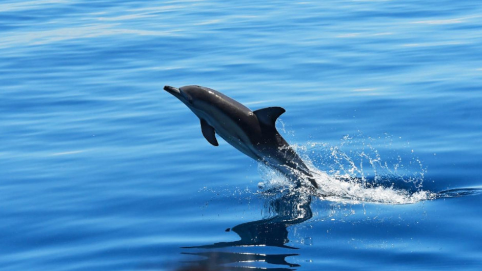 Get up close and personal with wild dolphins in their natural habitat from the comfort of the "Temptation" catamaran! 
