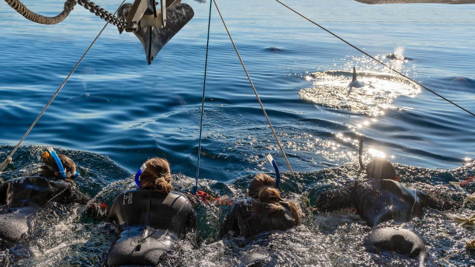 Experience the once in a lifetime opportunity of swimming alongside the majestic wild dolphins of Adelaide with Temptation Sailing. Create memories to last a lifetime!
