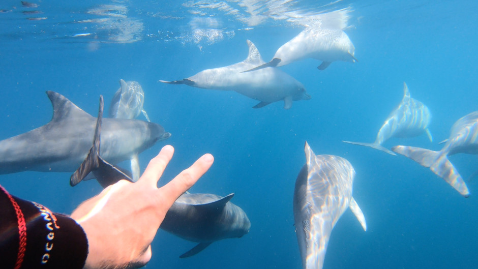 Experience the once in a lifetime opportunity of swimming alongside the majestic wild dolphins of Adelaide with Temptation Sailing. Create memories to last a lifetime!
