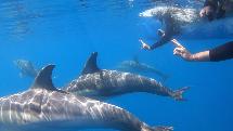 Wild Dolphin Swim - Half Day Experience