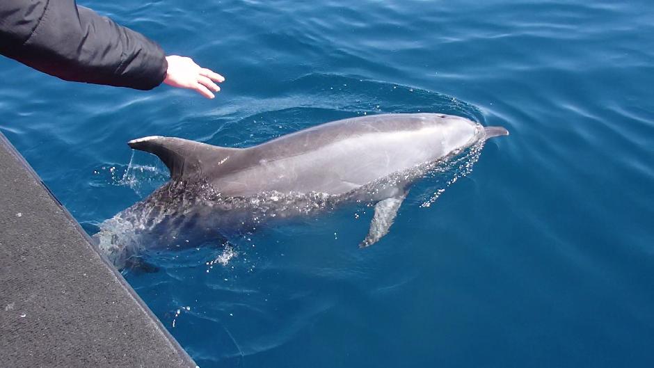 Experience the magic of Noosa's local Dolphins with a Wild Dolphin Safari on an unforgettable 1.5hr tour, cruising at a relaxed & comfortable speed aboard the Noosa Thriller Jetboat. 

