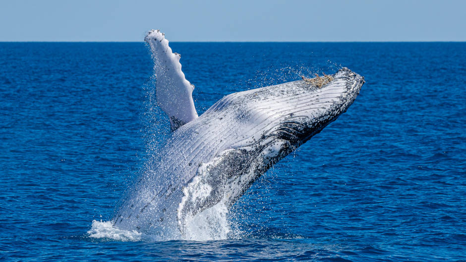 Encounter the majestic Humpback Whales in the pristine waters of Noosa on a unique and intimate Whale Watching cruise with one of the most experienced whale watch skippers in Australia. Duration: 2 Hours (approx.) 
