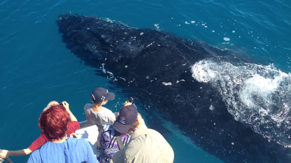 Encounter the majestic Humpback Whales in the pristine waters of Noosa on a unique and intimate Whale Watching cruise with one of the most experienced whale watch skippers in Australia. Duration: 2 Hours (approx.) 
