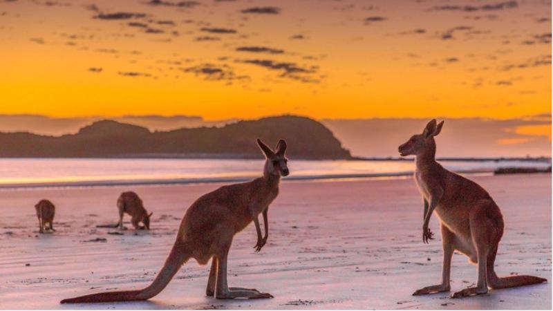 Join us for one of the most unique experiences in Australia - an unforgettable beach experience with kangaroos and wallabies at sunrise!