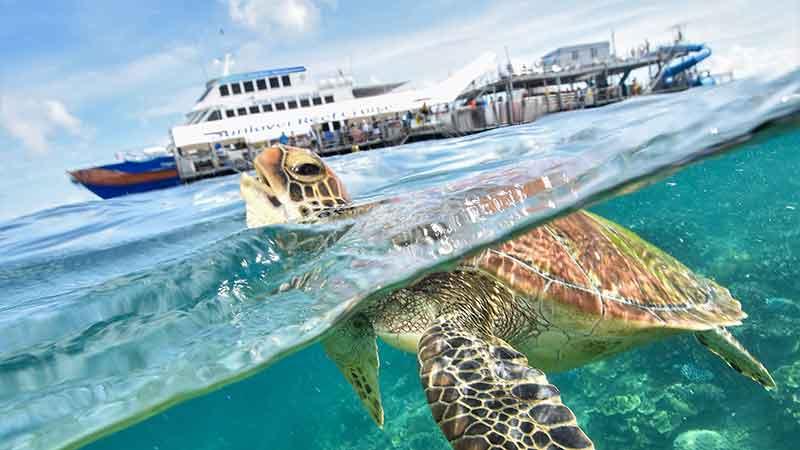 The Ultimate Great Barrier Reef day tour to Moore Reef pontoon! Relax – Play – Explore with Sunlover Cruises! 