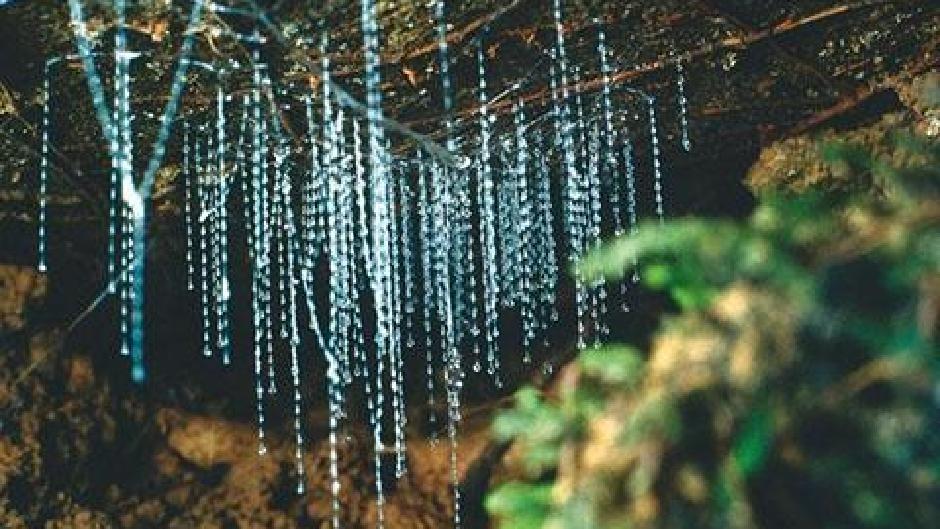 Explore Opua Kauri Forest and discover the fascinating Kawiti Glow Worm Caves on a small group Northland tour with a local guide! 