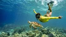 Reef Trip - Ocean Safari - Snorkel The Great Barrier Reef - Cape Tribulation