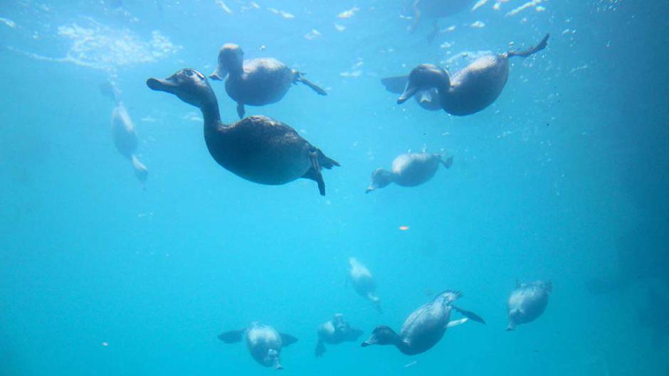 Great snorkelling 