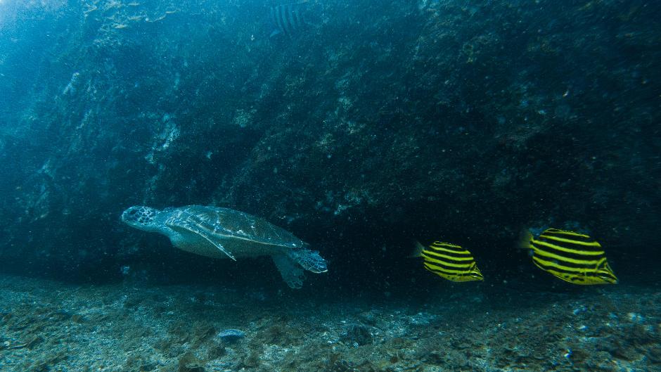 Submerge yourself in the warm waters of the Gold Coast at the Cook Island dive site on this guided snorkel tour where you will encounter a colourful array of marine life.