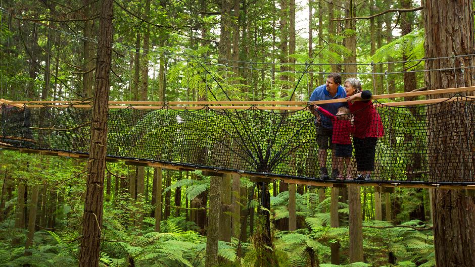 Enjoy both day and night for a uniquely immersive experience at NZ's longest living Treewalk!