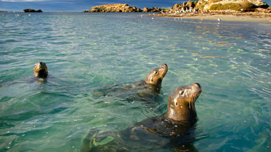 Come take a beautiful sightseeing cruise & say hi to our local wildlife! 