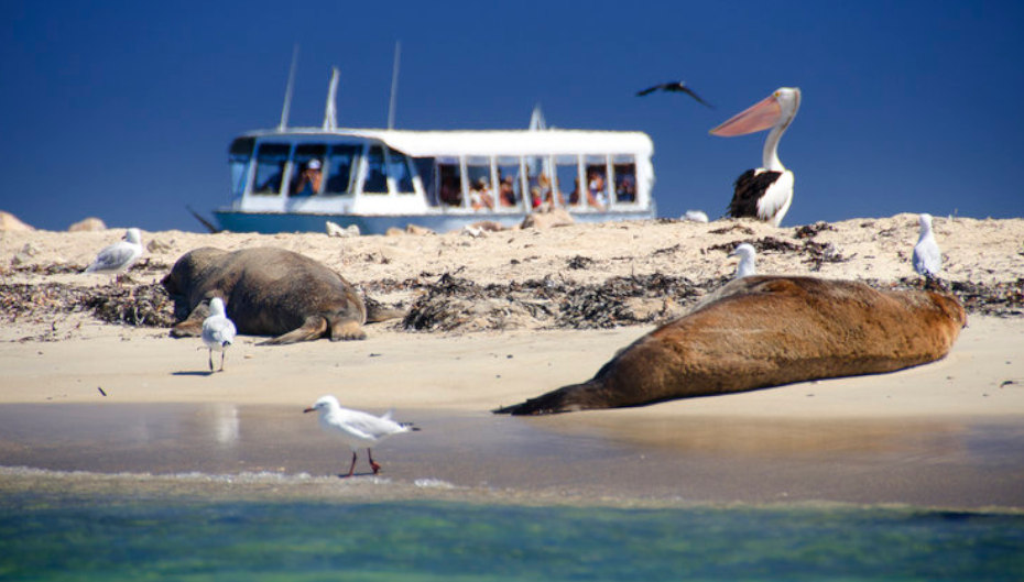 Come take a beautiful sightseeing cruise & say hi to our local wildlife! 