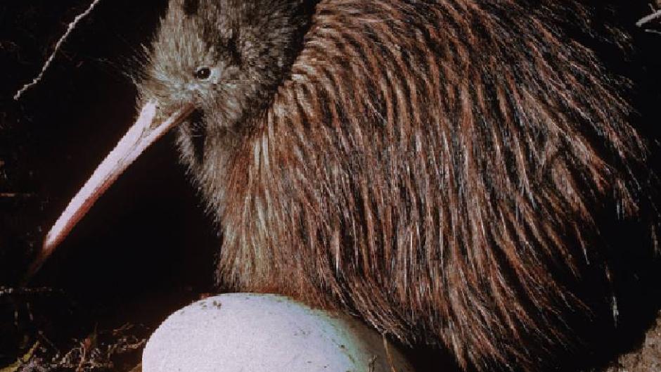 Get up close and interactive with living icons of the West Coast at The National Kiwi Centre in Hokitika!