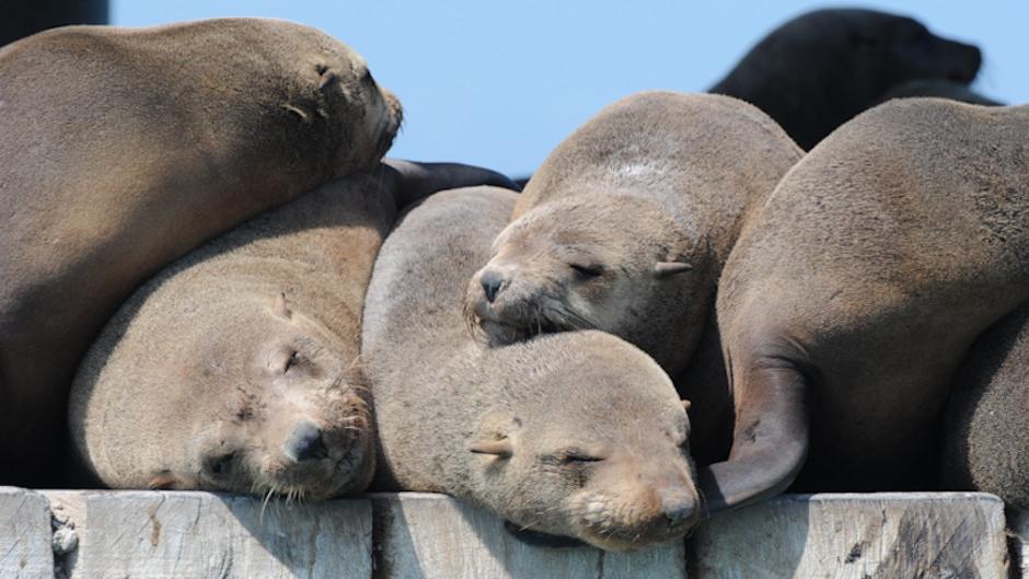 Australian Fur Seals hauling out at Chinamans Hat