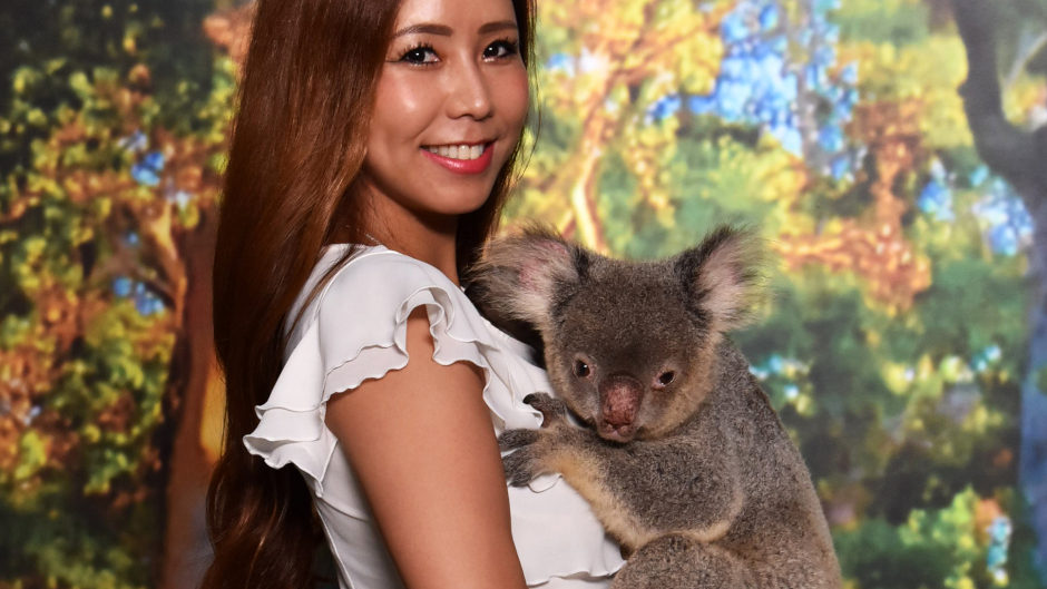 Cairns Koala's