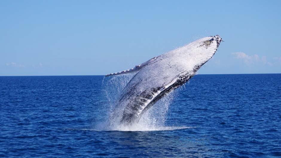 whale watching Gold Coast deals