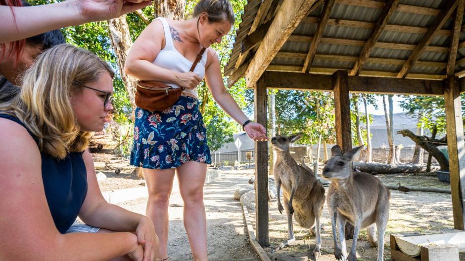 Experience the best of the Daintree and Mossman Gorge with a full-day adventure that combines sustainable travel and wildlife exploration! 