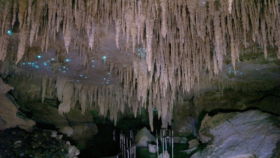 See New Zealand's world famous 
glowworms in the 
Milky Way Glow Worm Cave 
at Waipu Caves Farm Park