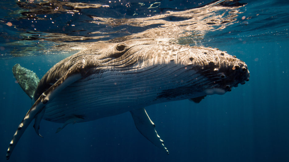 Set sail on a whale watching adventure and experience these gentle creatures up close and personal. Join Sydney Harbour Whale Watching to be in the midst of the excitement.
