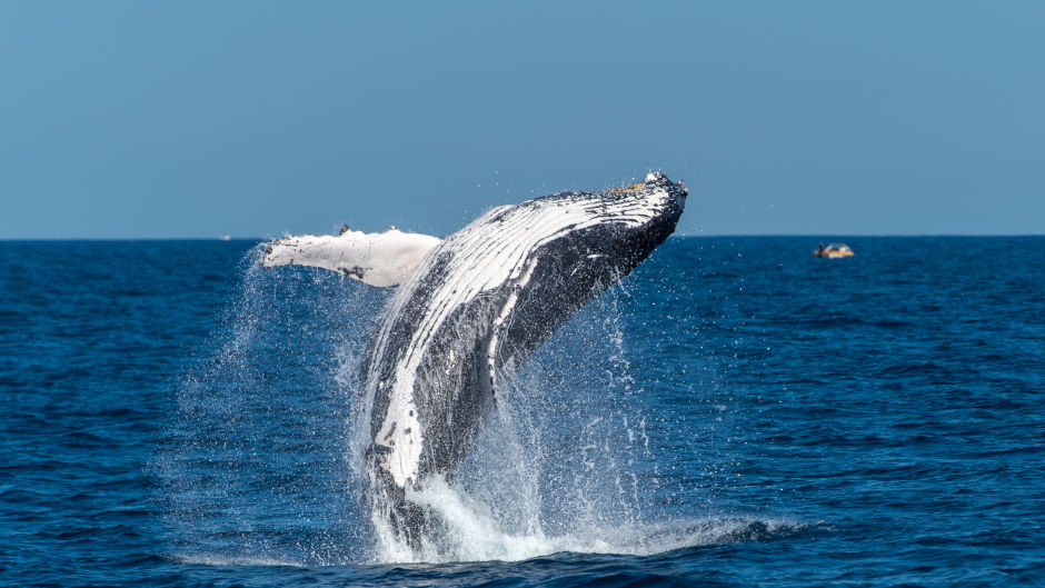 Set sail on a whale watching adventure and experience these gentle creatures up close and personal. Join Sydney Harbour Whale Watching to be in the midst of the excitement.
