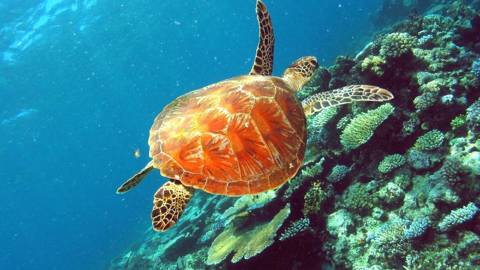 Bring your sense of adventure while we whisk you to the beautiful Great Barrier Reef aboard our vessel 'Spirit of Adventure'! You will have 2 hours to immerse yourself in the unique underwater world.