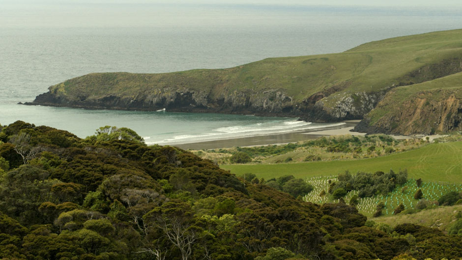 wildlife tour dunedin