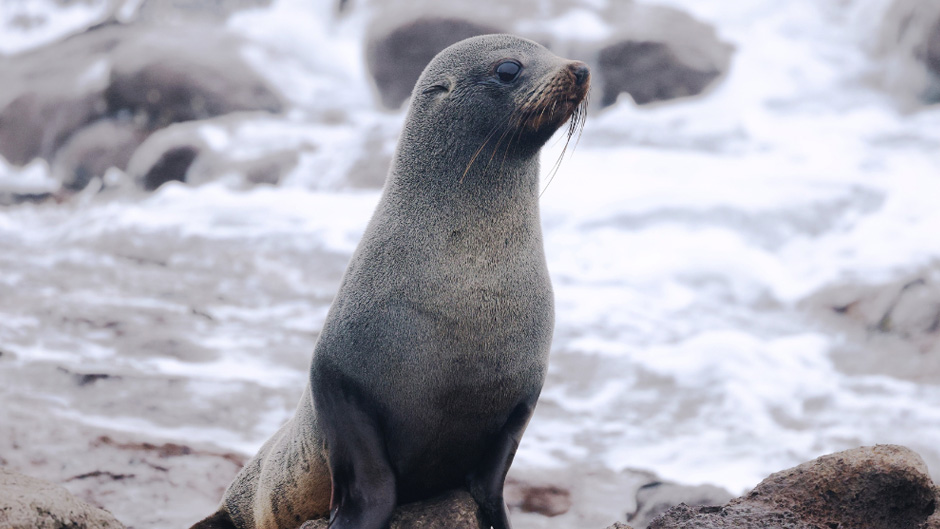 seals dunedin