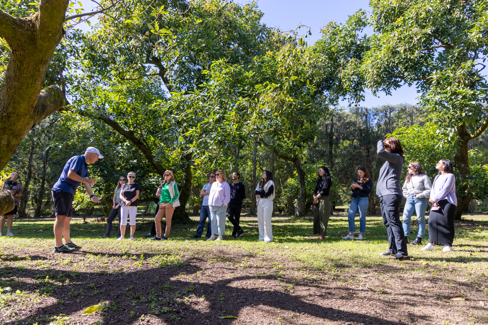 Avocado Tours - The Gourmet Tour