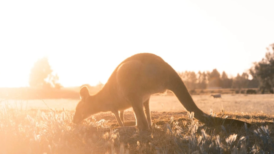 Experience the iconic Great Ocean Road like never before with this luxury small group tour, limited to just 13 people for a more personal and comfortable adventure! 