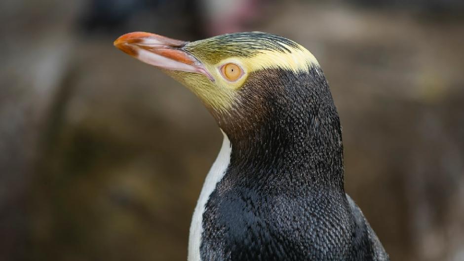 Learn about the rarest penguin in the world, the hoiho (yellow-eyed penguin) and experience the best possibility to view one of these endangered birds.