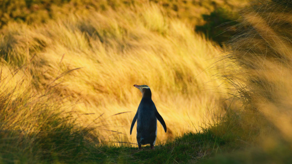 Learn about the rarest penguin in the world, the hoiho (yellow-eyed penguin) and experience the best possibility to view one of these endangered birds.