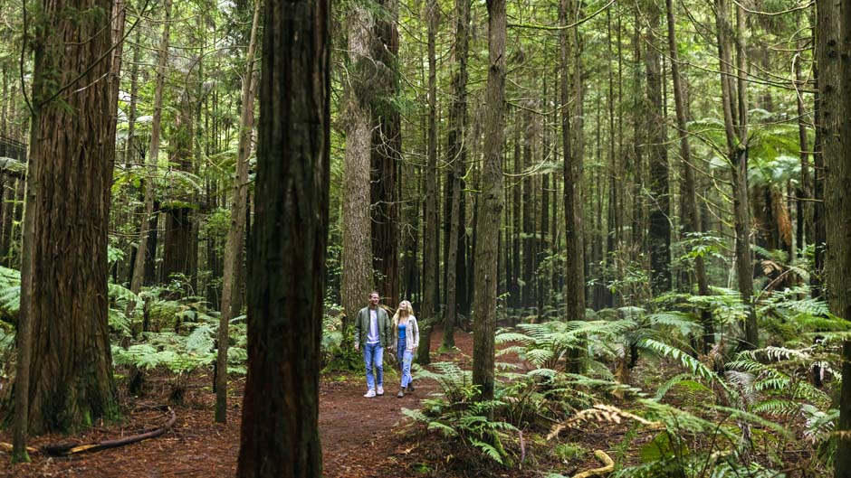 Auckland Tours Lady Knox Geyser Deals