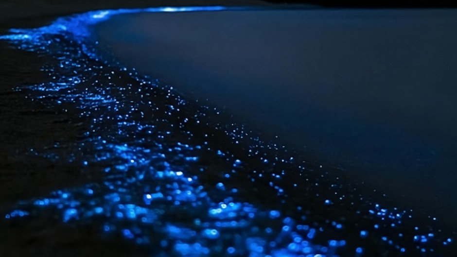 Enjoy a magical bioluminescence  kayak tour with glowing waters that light up as you paddle beneath a starry sky!