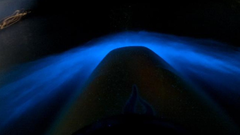 Auckland Bioluminescence Kayak Tour Deals