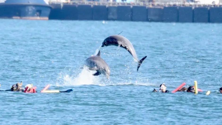 Swim With Dolphins Tour